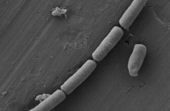 Scientists Infuse Cement With Bacteria to Create Living Energy Device