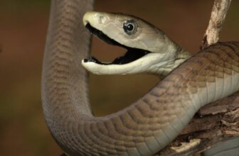 Why Getting Bit by a Mamba Sucks Extra Bad