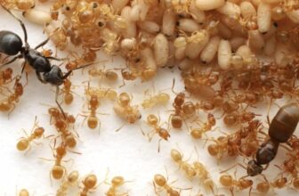 This Parasitic Ant Uses Mystery Goo to Turn Colonies Against Their Queen