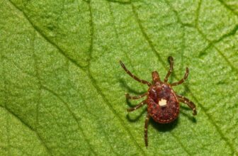 Man Dies From Burger in First Death Linked to Meat Allergy Spread by Ticks