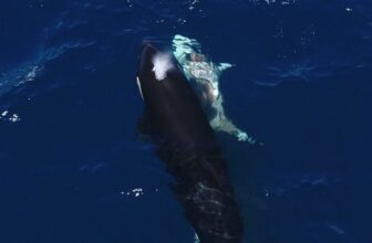Jaw-Dropping Video Shows Orcas Flipping a Great White Shark to Feast On Its Liver
