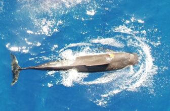 Scientists Wanted to Know How Many Squid Pilot Whales Eat Each Day. What They Found Was Astounding