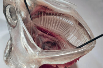 Fish-Inspired Laundry Filter Shows Early Promise Against Microplastics