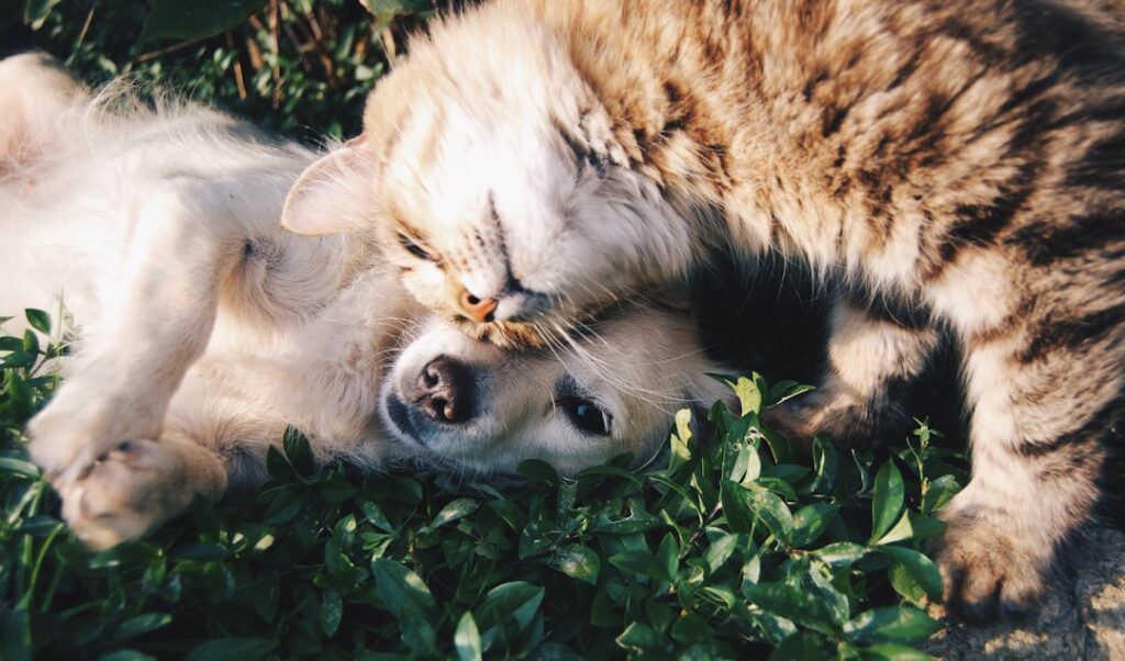 Pet Care Essentials Every Pet Owner Should Keep at Home
